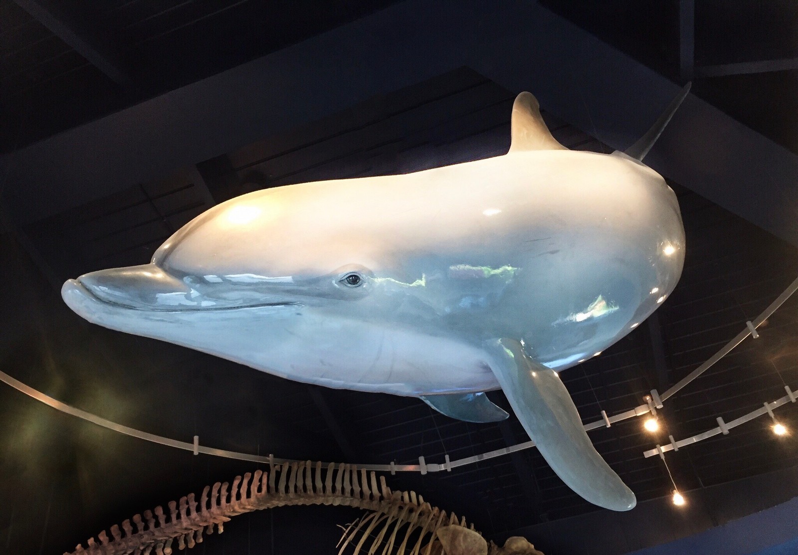 Dolphin Sculpture Portraits